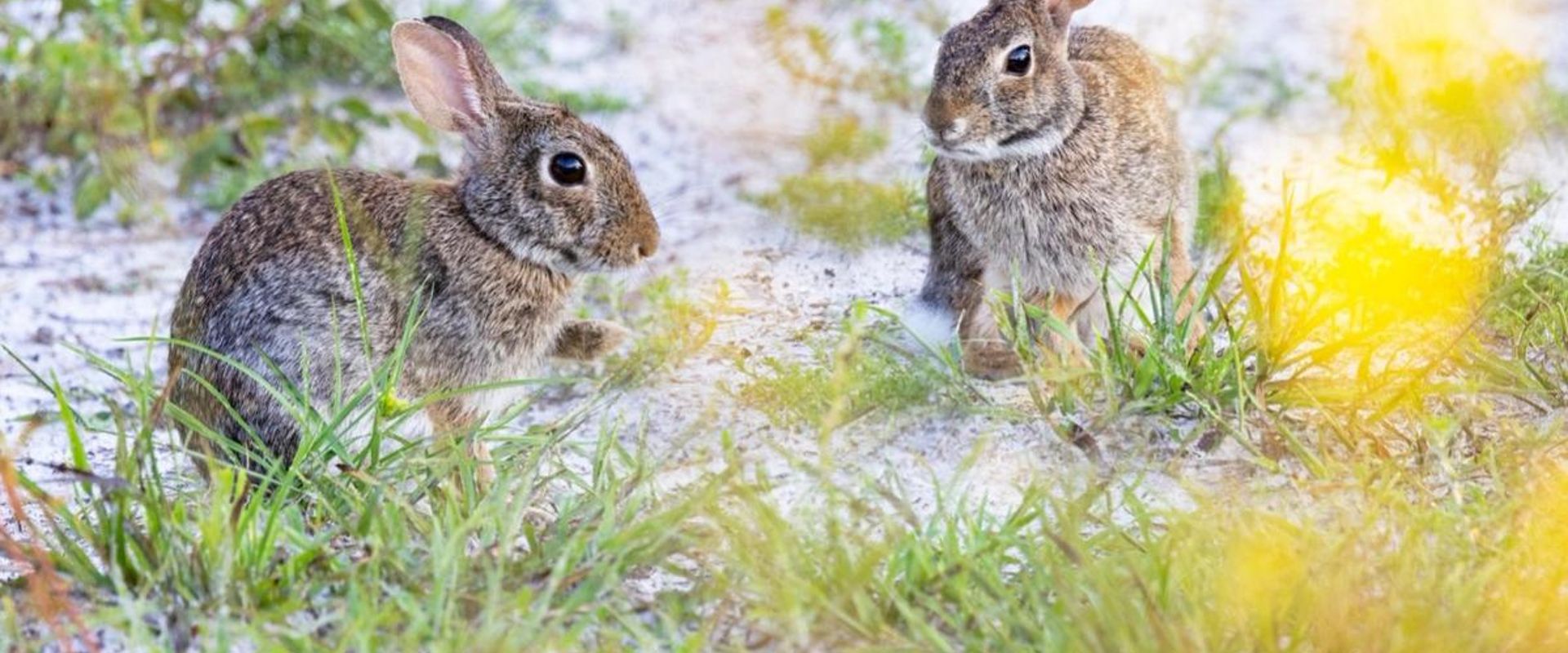 Two rabbits on the ground, how to hunt rabbit on public land concept.