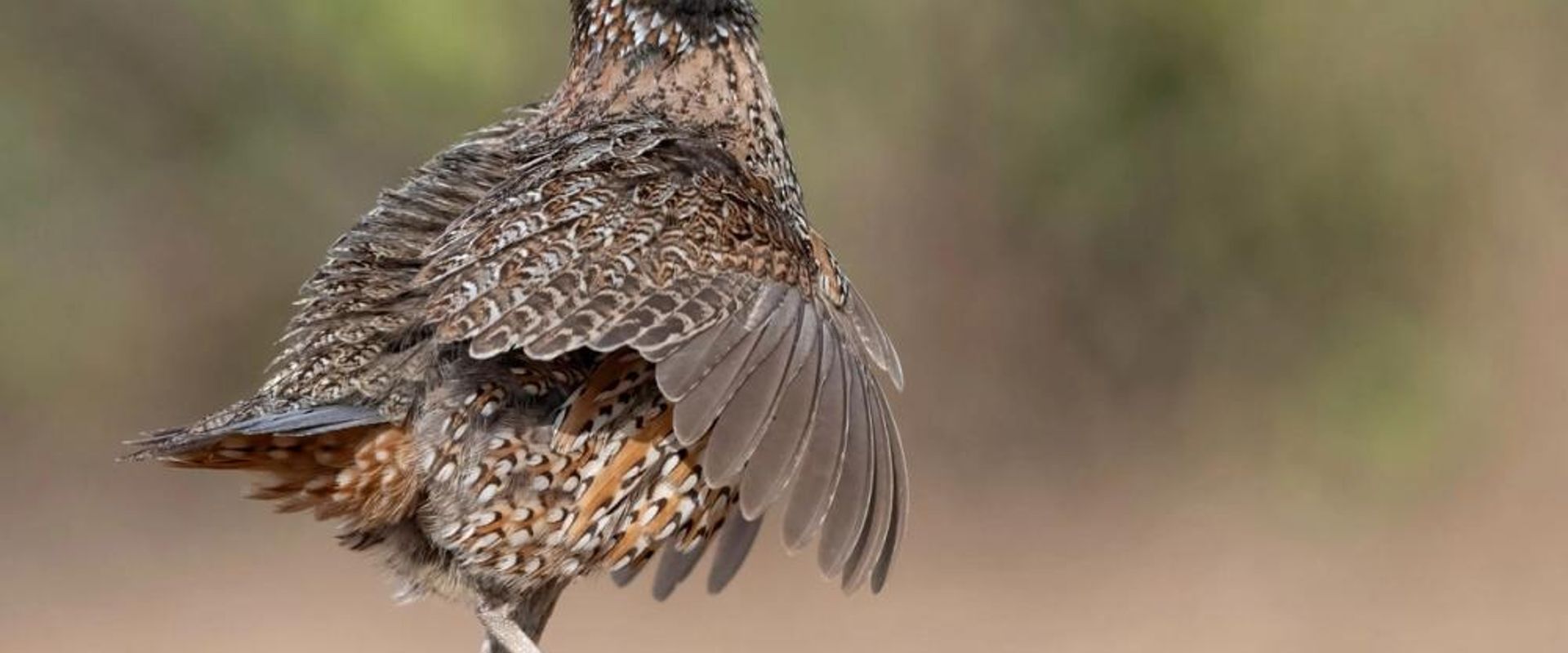 Quail bird walking and chirping on the ground.