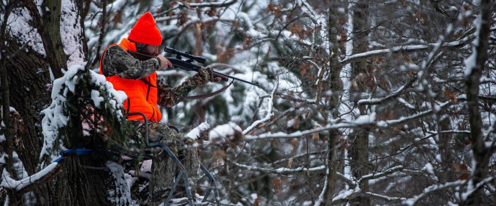 A hunter in blaze orange aims a rifle while in a tree stand, late-season whitetail hunting concept.