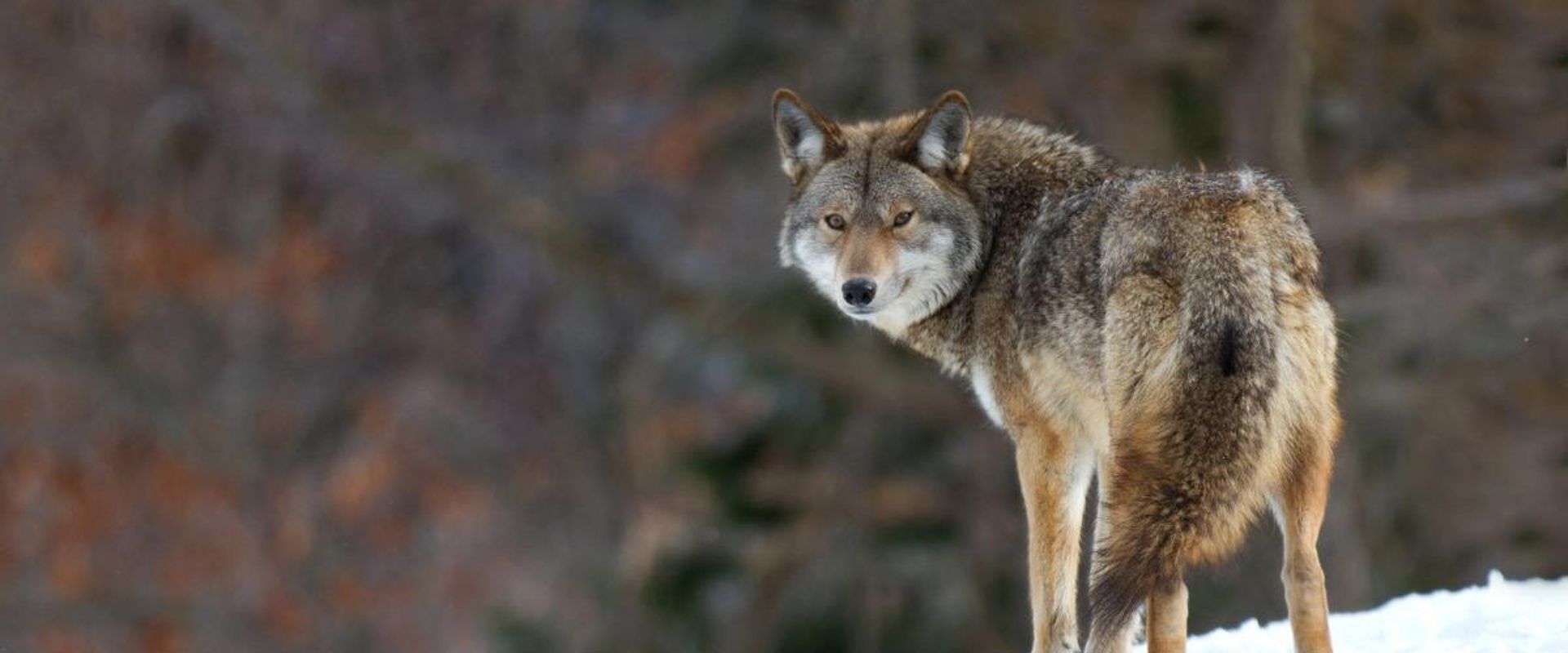 A single coyote watches, hunt coyotes concept.