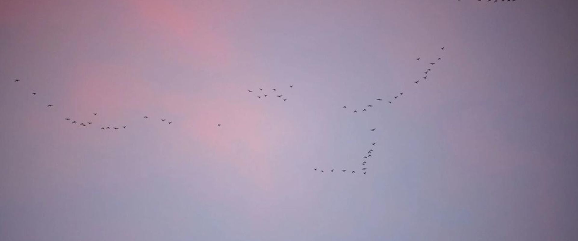 Ducks fly in formation in the distance, how long can ducks fly concept.