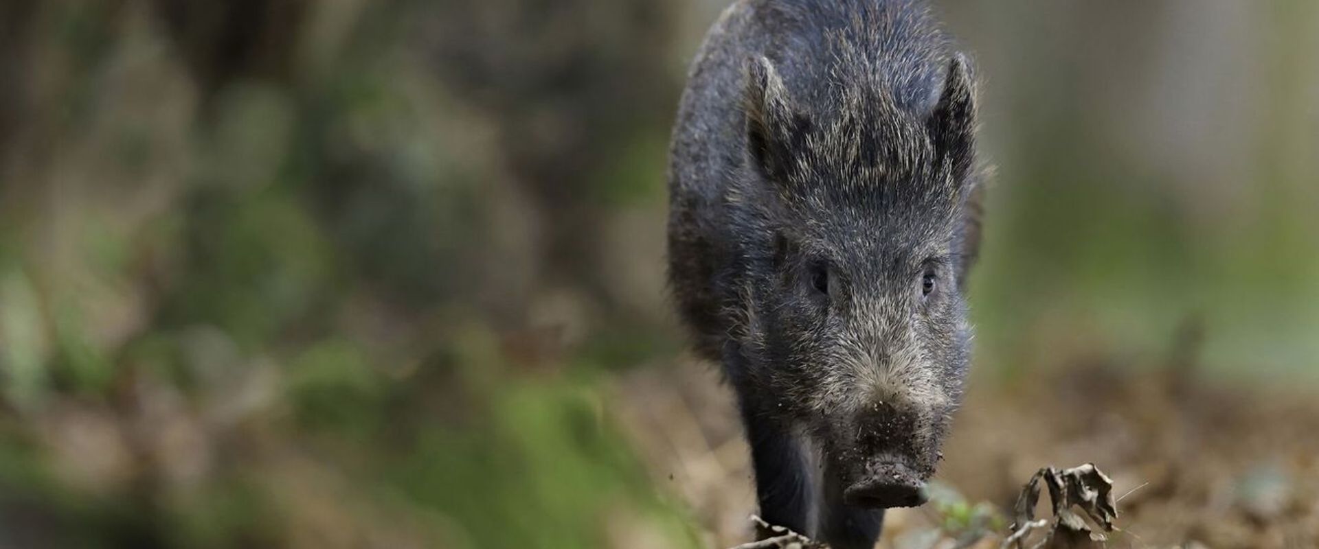 Close-up of wild hog walking, hunting invasive species concept.