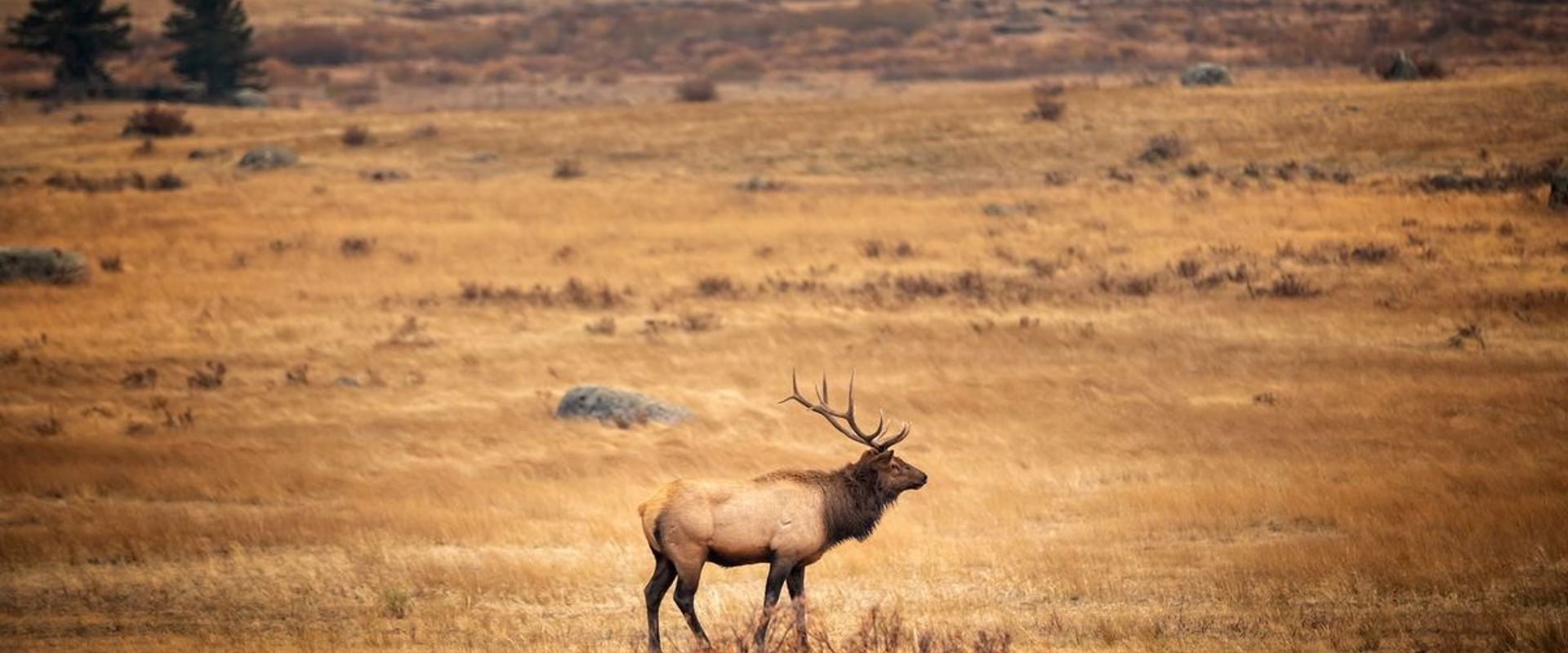 Bull elk in rocky field, Montana elk season concept.