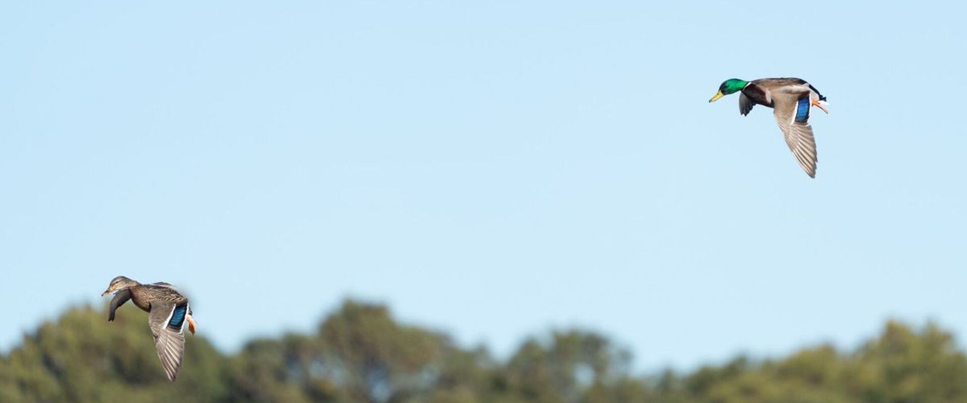 Two ducks flying overhead, public waterfowl hunting land in Arkansas concept.
