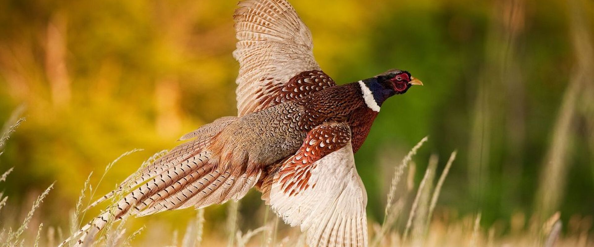 A pheasant taking off from the ground, best pheasant hunting states concept.