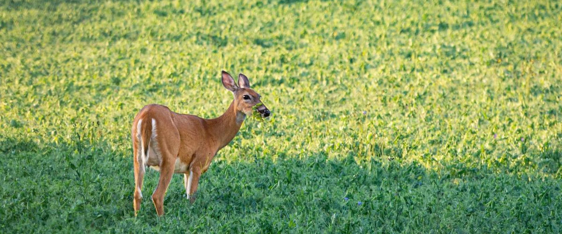 A deer browsing in a food plot.