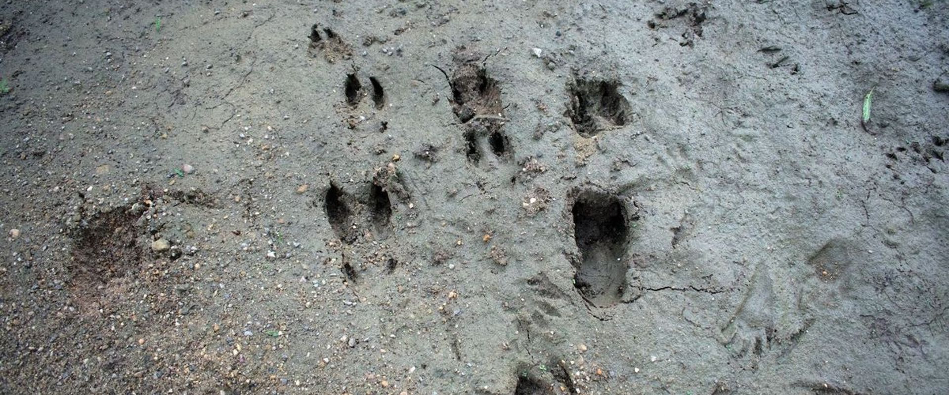 White tail deer tracks in the dirt.
