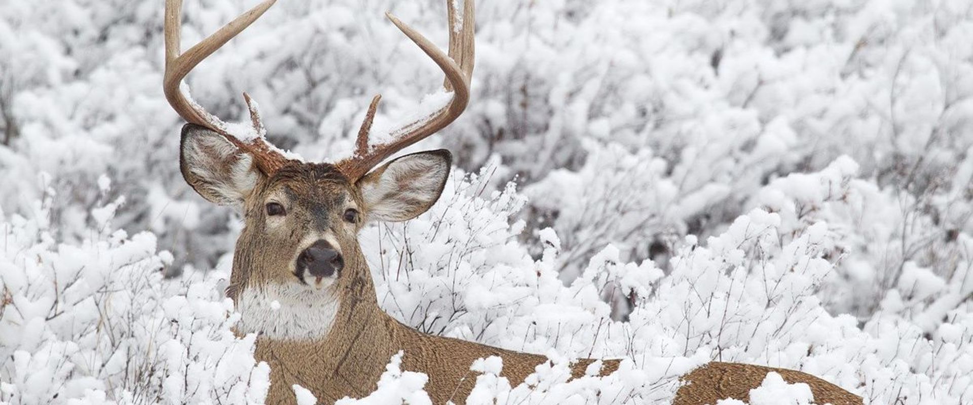 A whitetail deer in a field, best time to hunt whitetail deer concept.