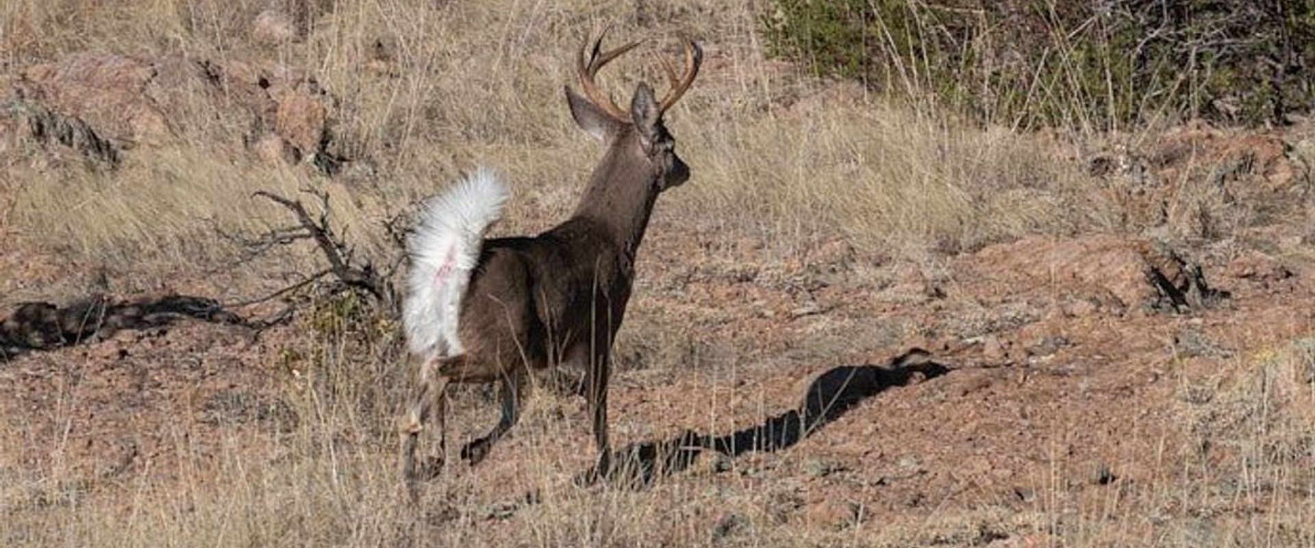 A Coues deer in a field.