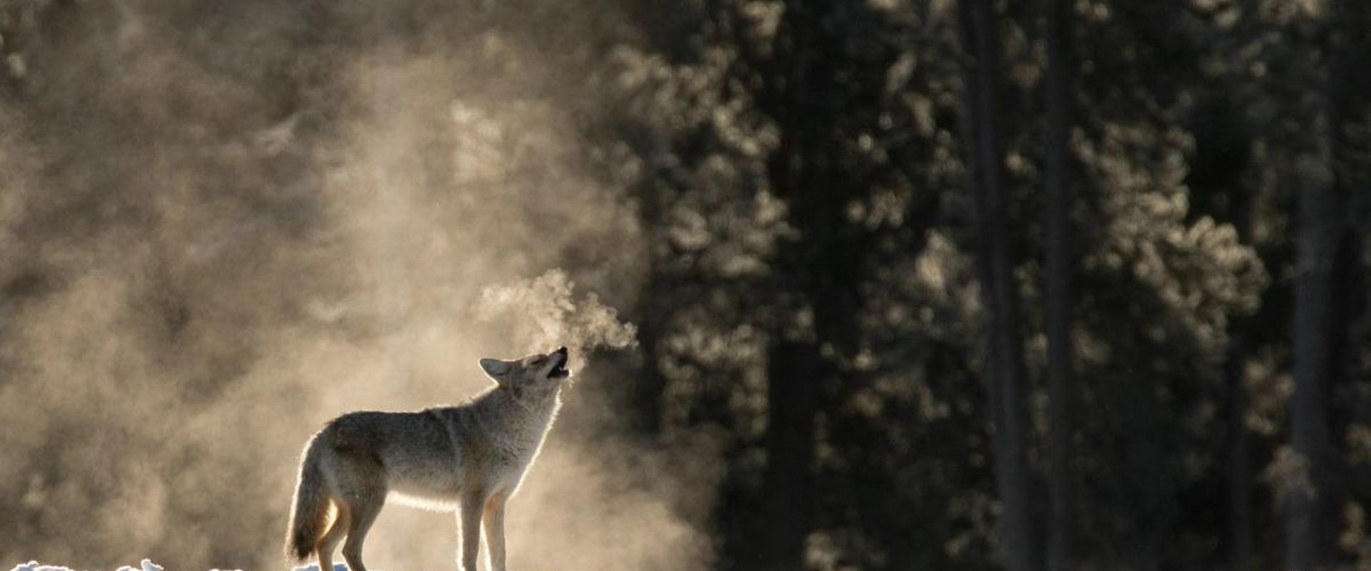 A coyote howls, coyote hunting concept.