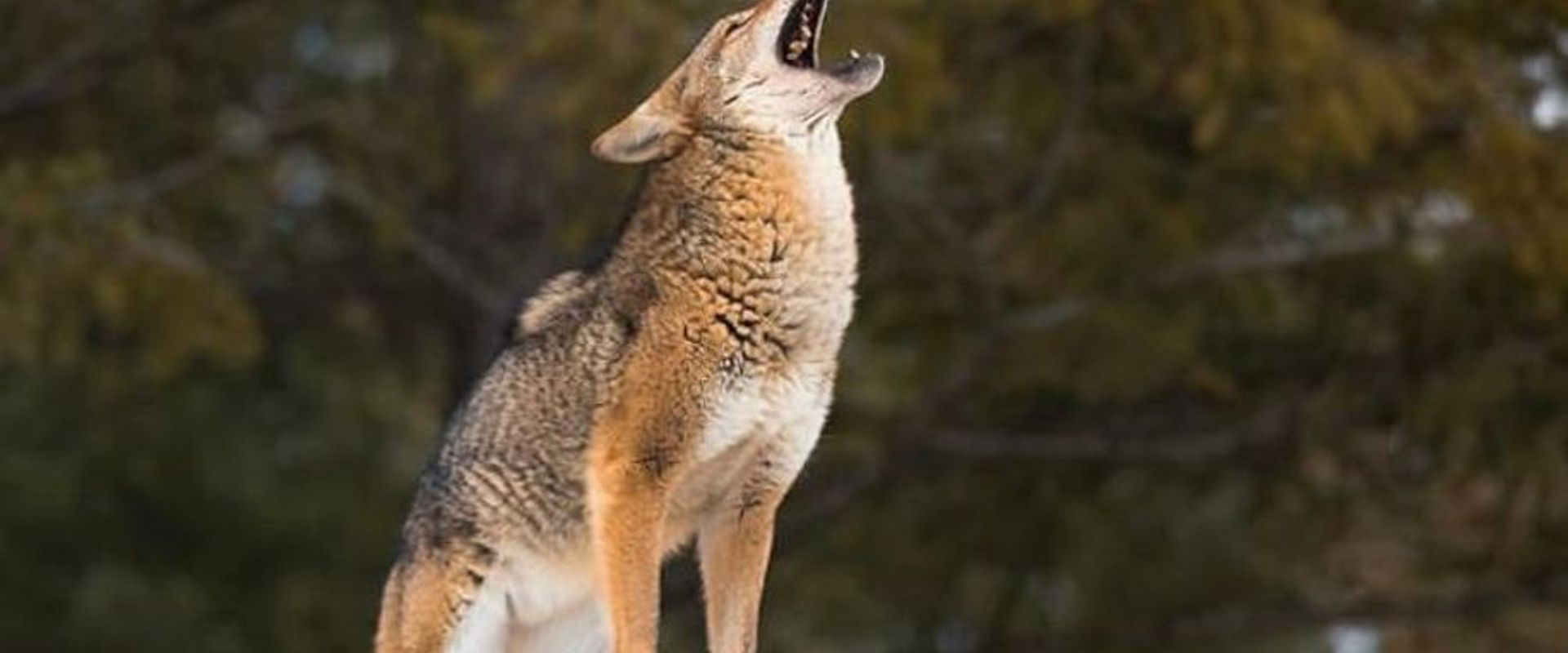 coyote+public+landHowtoHuntPublicLandCoyote.jpeg.jpg