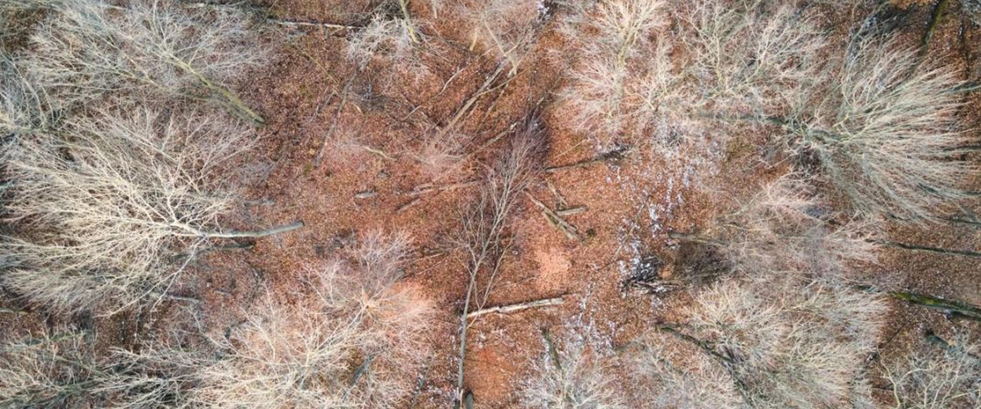 Aerial view of trees, how to find property lines in Washington concept. 