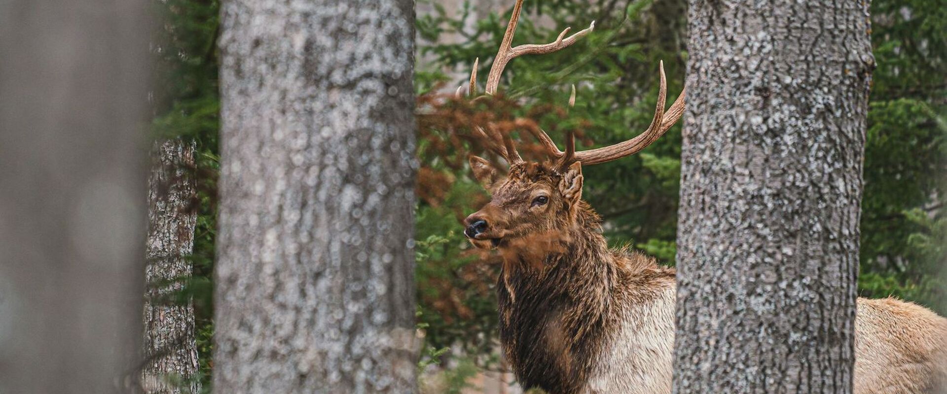 FGBLOG bull elk stands in the trees