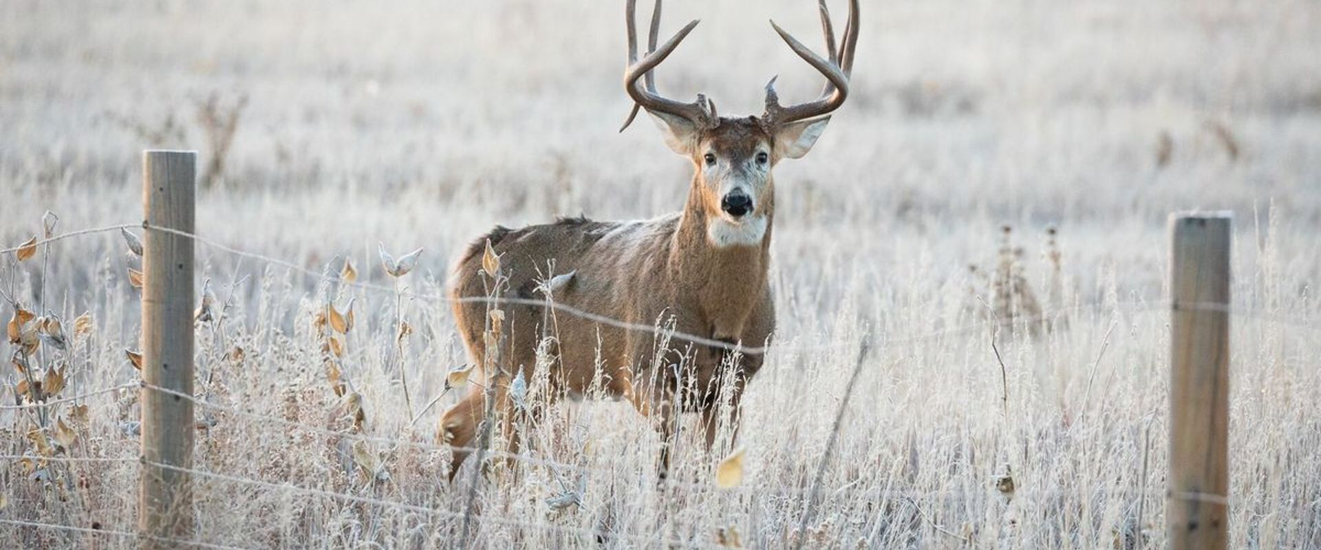 A buck deer stand on the other side of a fence, how to find property lines in Louisiana concept. 