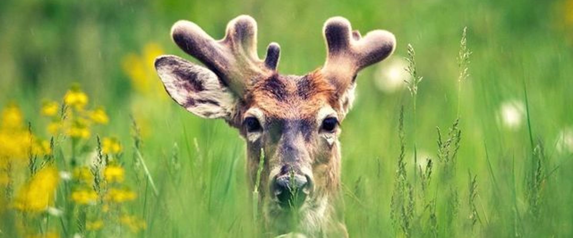 Whitetail+Deer+in+VelvetWhentoStartScouting.jpg