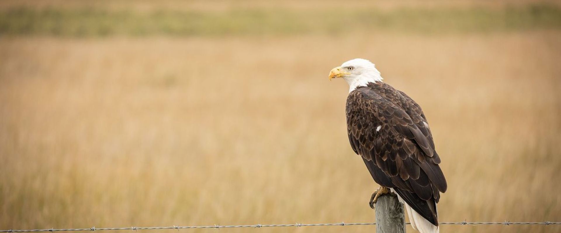 A bald eagle on a fence post, nongame species concept.