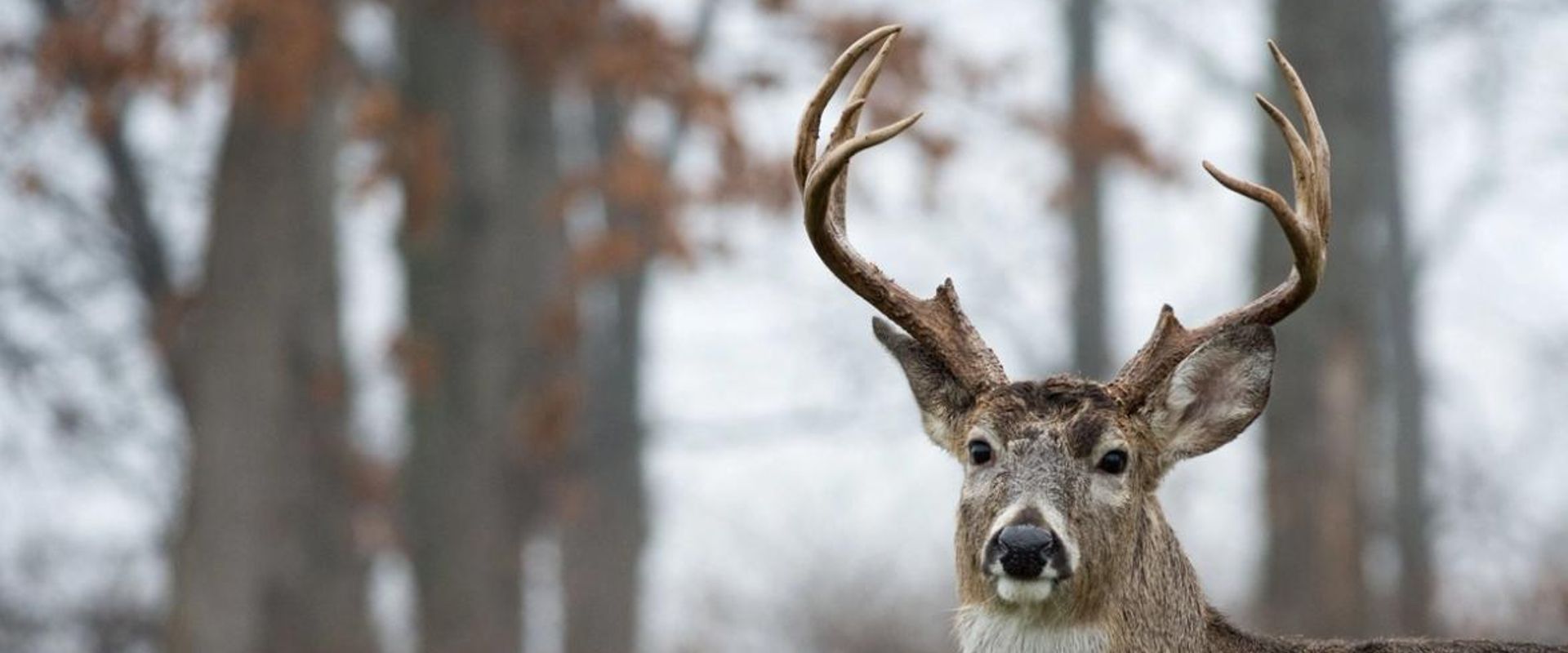 Close-up of a buck in the woods, harvesting post rut bucks.