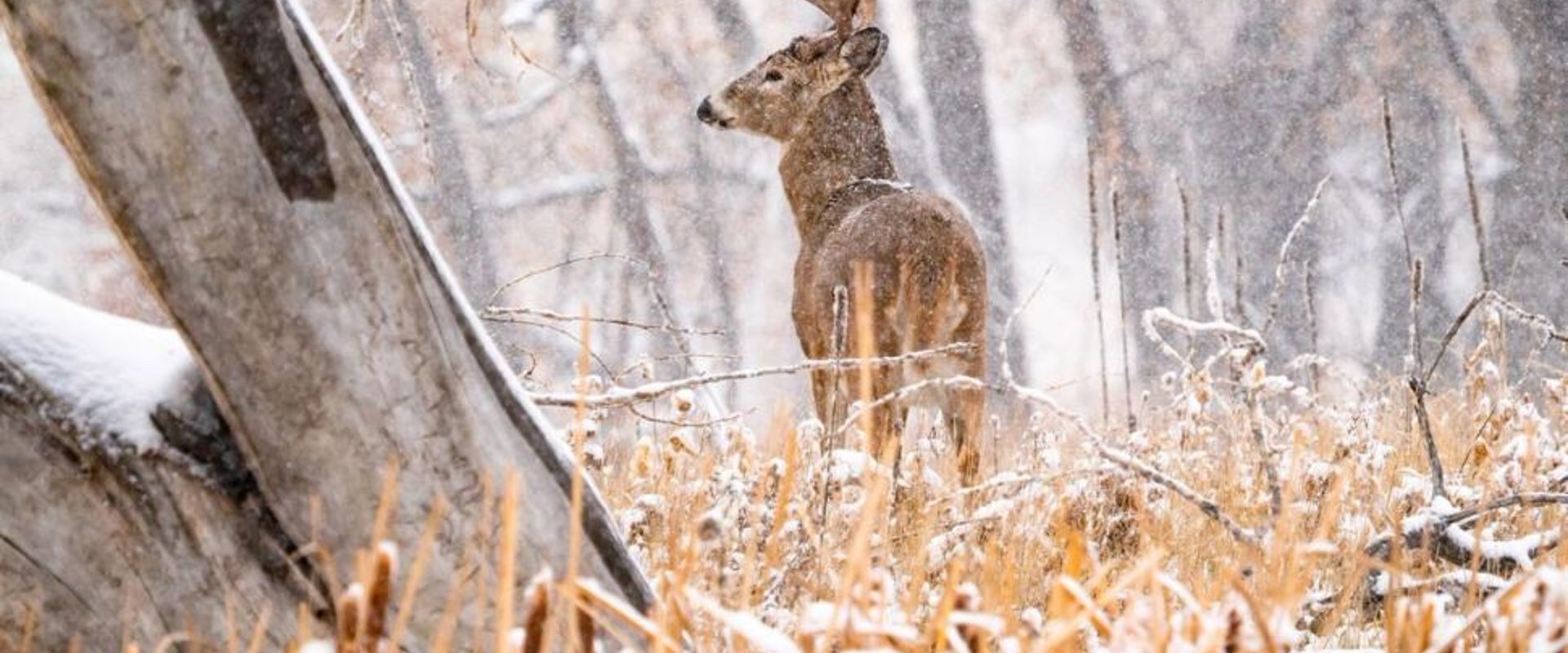 A buck in the trees with snow on the ground, cold weather deer hunting concept.