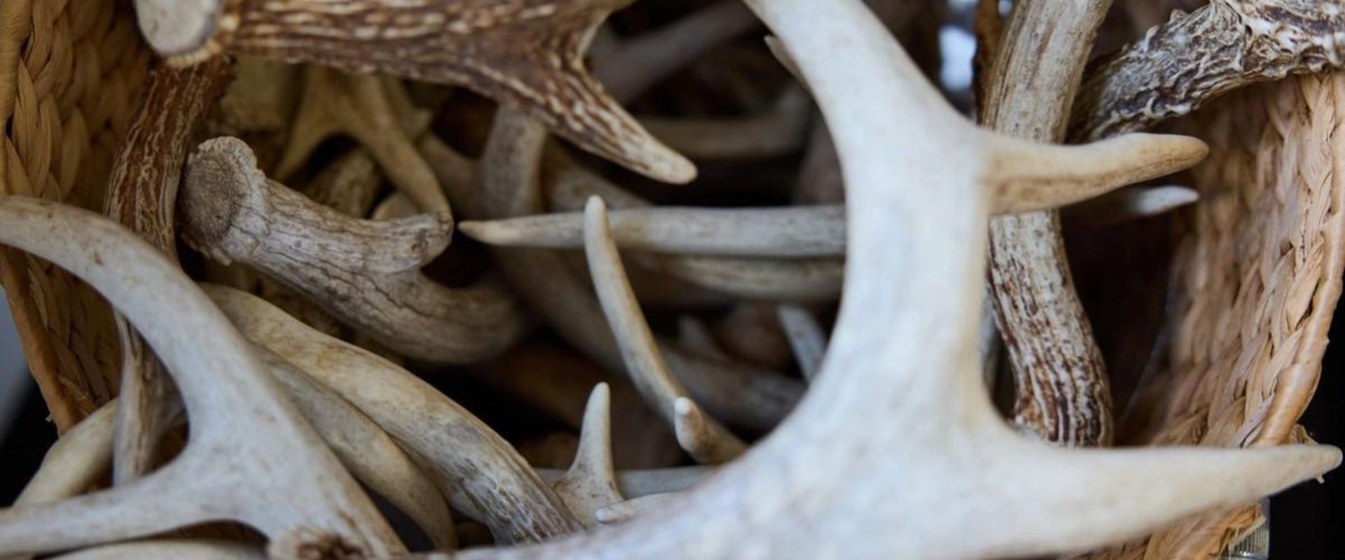 Close-up of a basked full of antlers, how much are deer antlers worth concept.