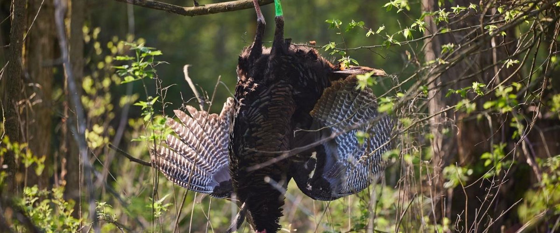 A turkey hanging from a branch, a successful turkey season AR concept.