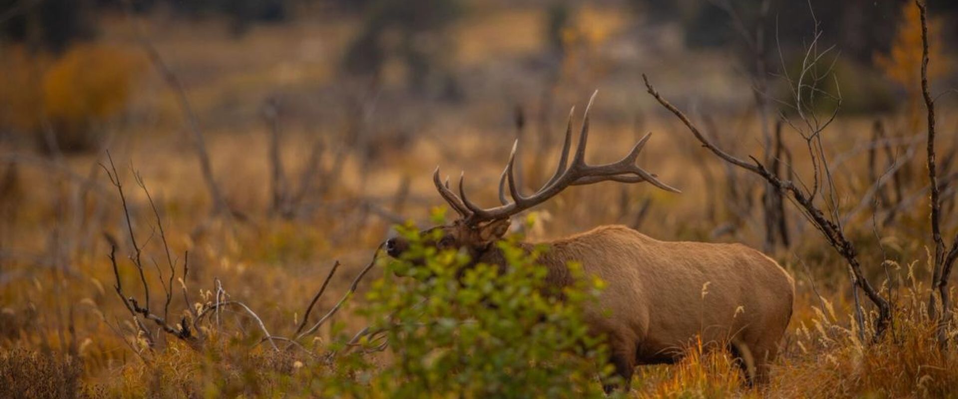 Large bull elk in the brush, what elk hunting gear do you need concept.