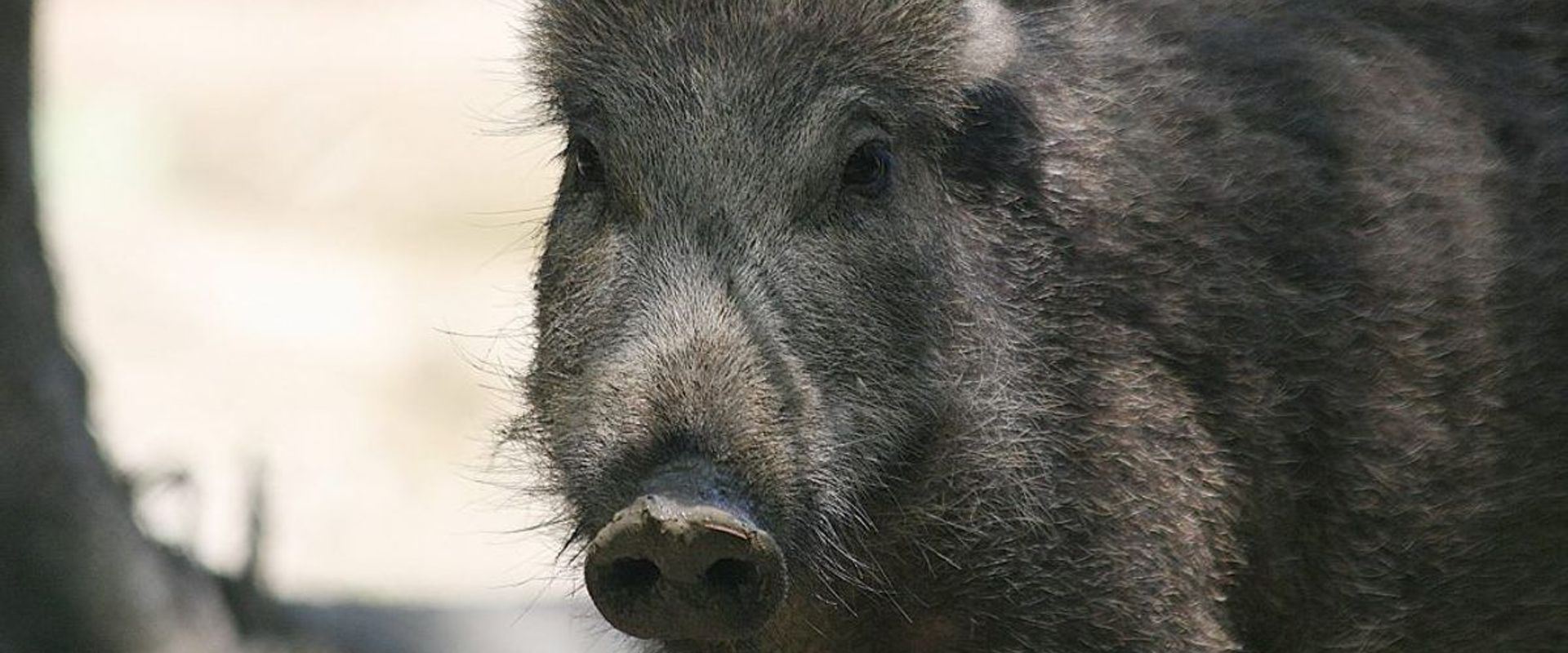 A wild hog, best hunting times for hunting wild hogs concept.