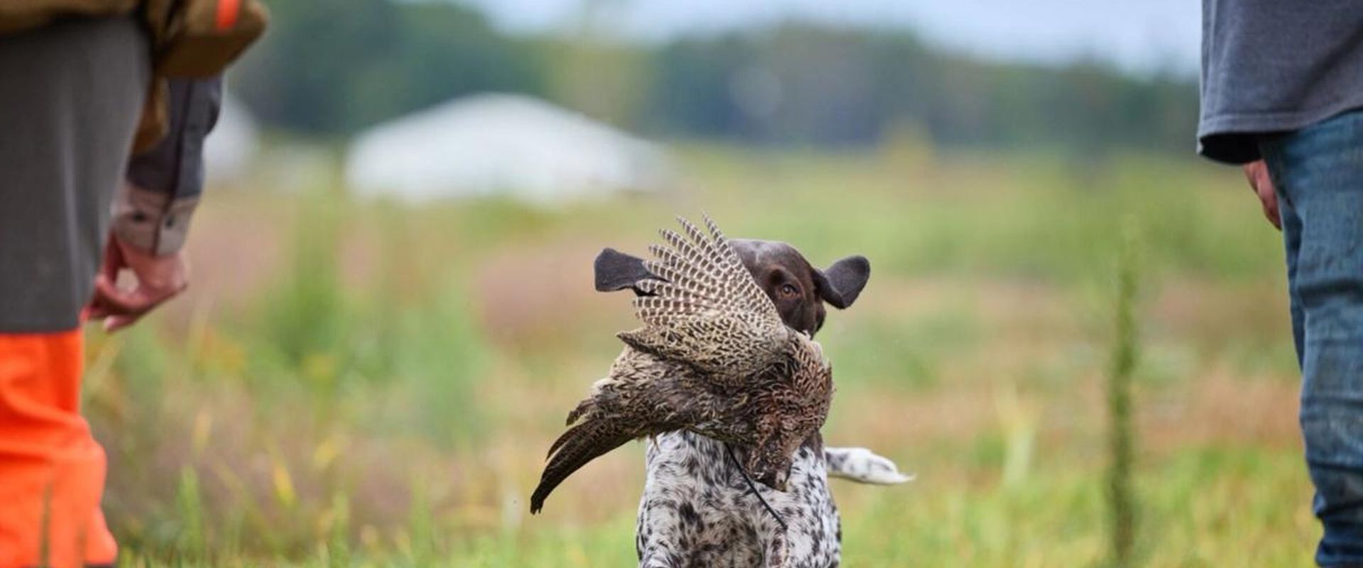 Dog runs with pheasant bird on mouth, Colorado pheasant hunting season concept.