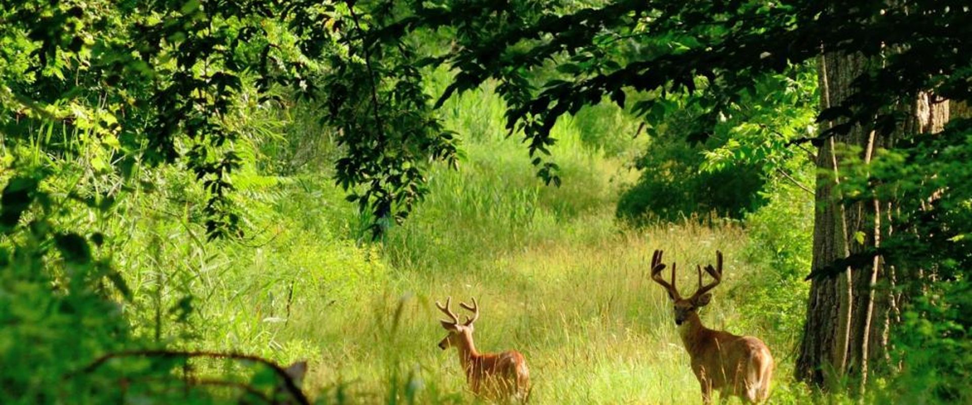 Two deer in the woods, how to hunt the wind concept.
