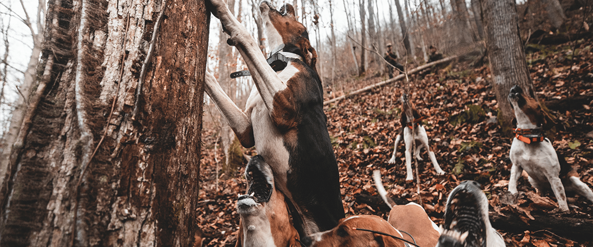 Hunting hounds tree a black bear.