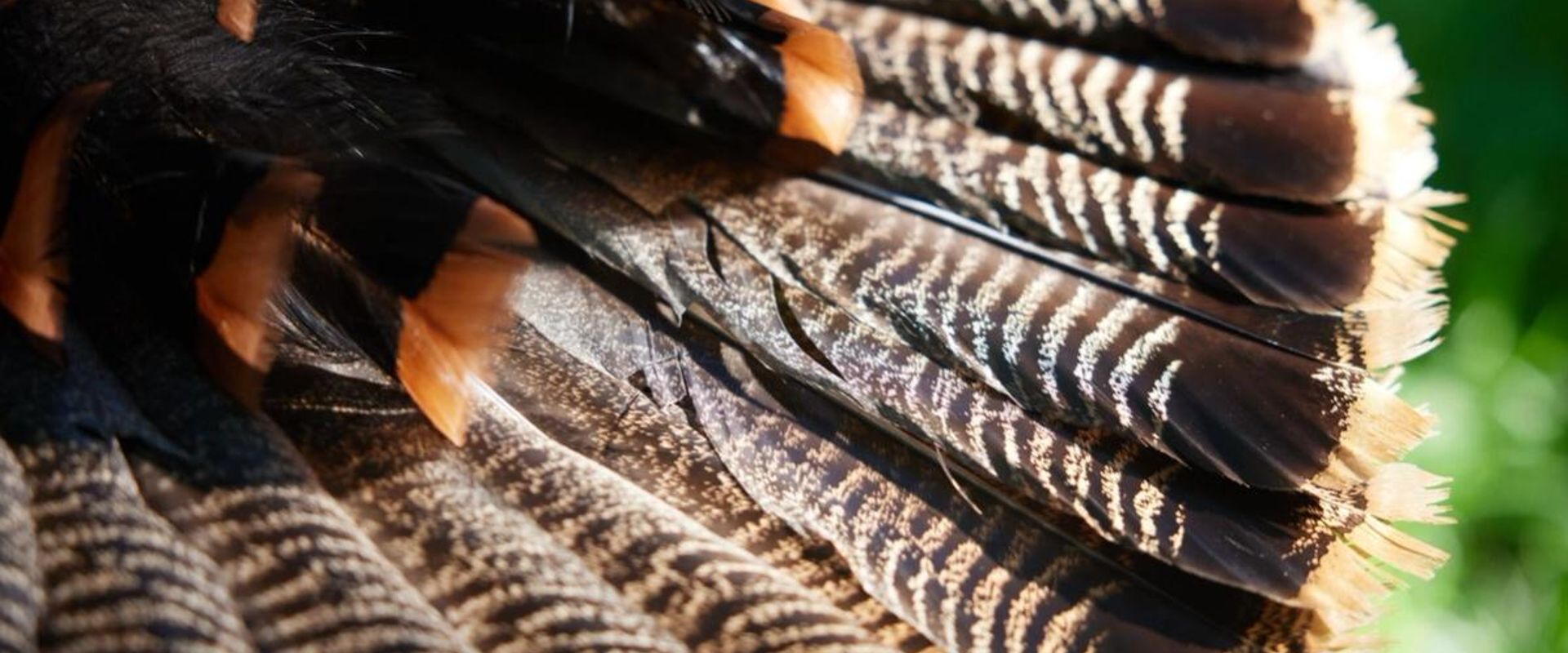 Close-up of a turkey tail, heritage turkey vs wild turkey concept.
