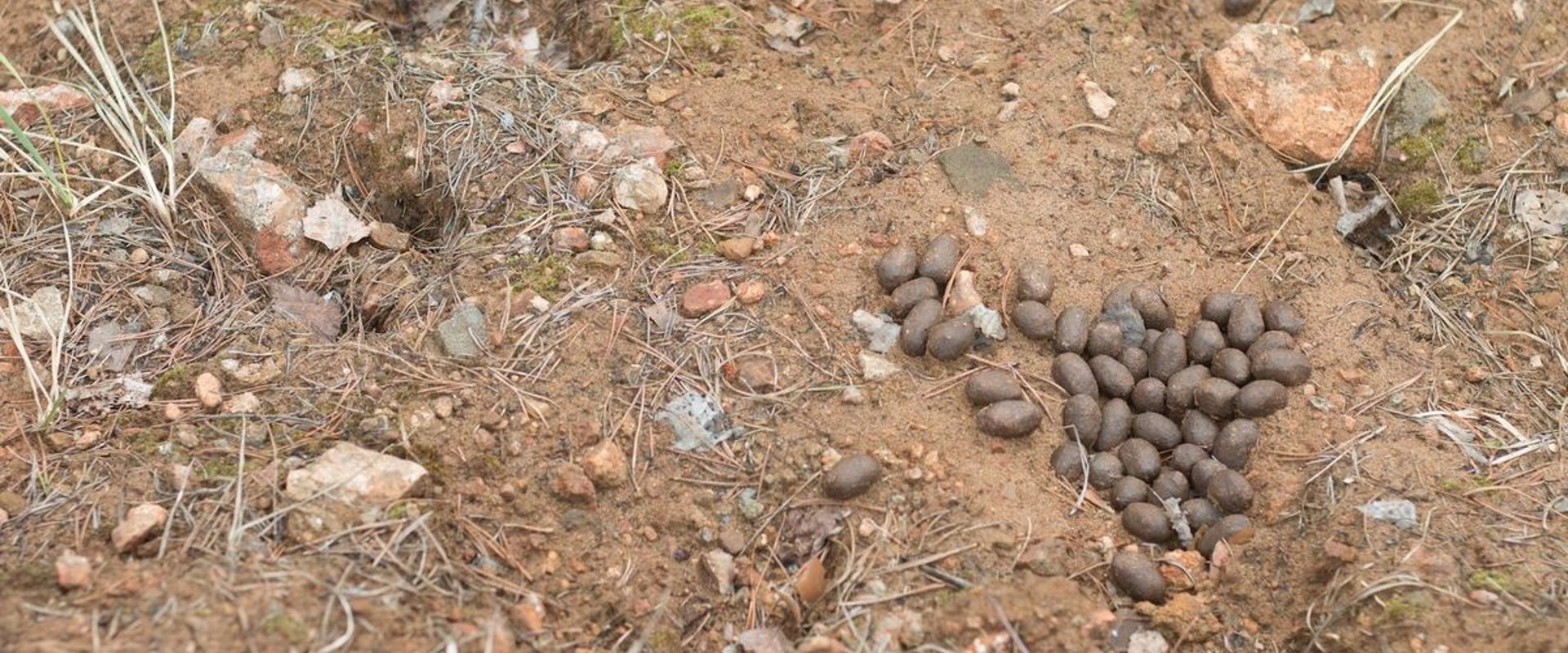 Elk scat on the ground, what does elk scat look like concept.