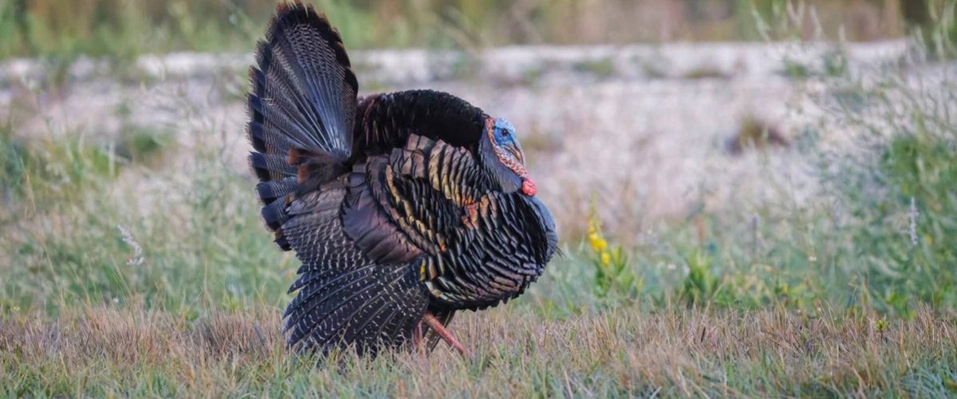 An Osceola turkey in a field, Florida turkey season concept.