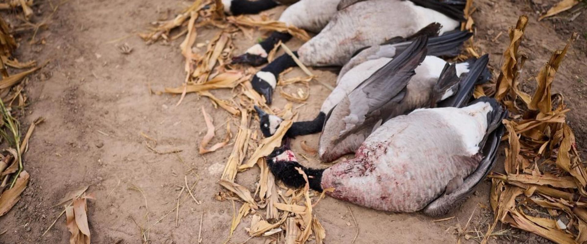 Several geese on the ground after hunt, what is poaching concept.