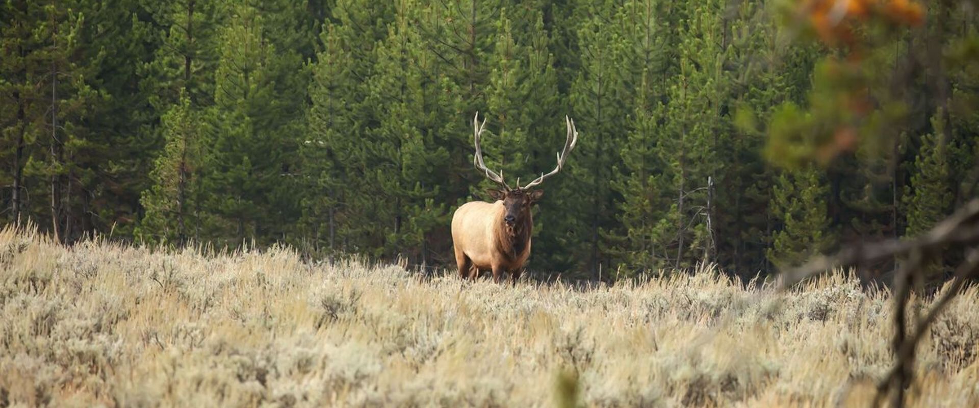 Bull elk at the edge of a field, elk hunting concept.