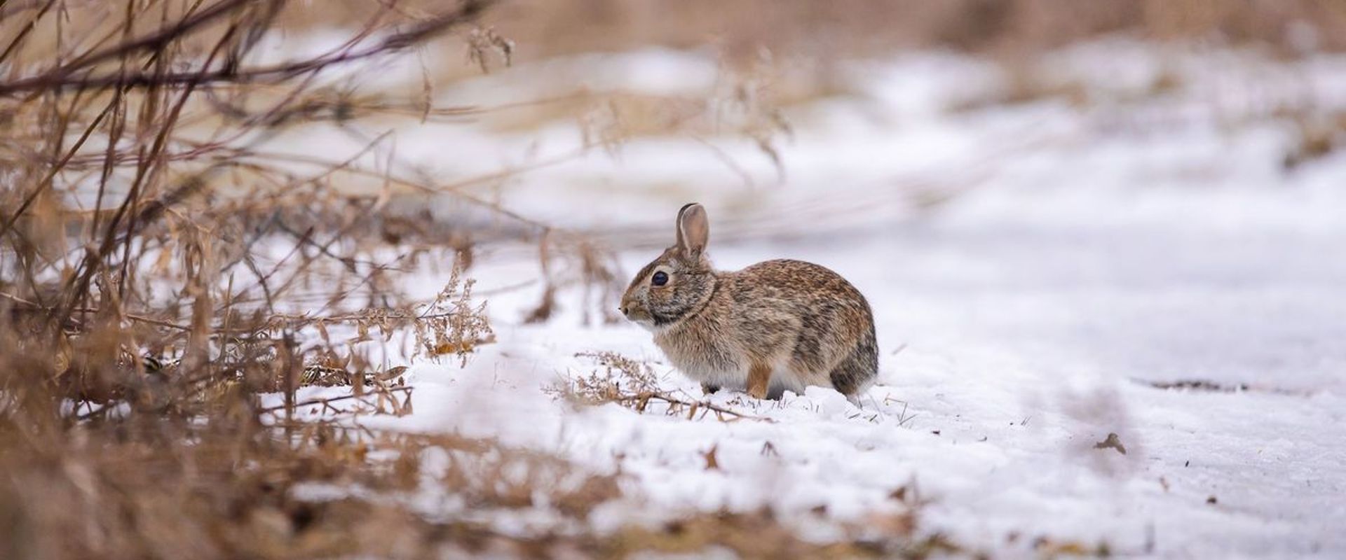 Small rabbit sits in the snow, small game hunting guide concept.