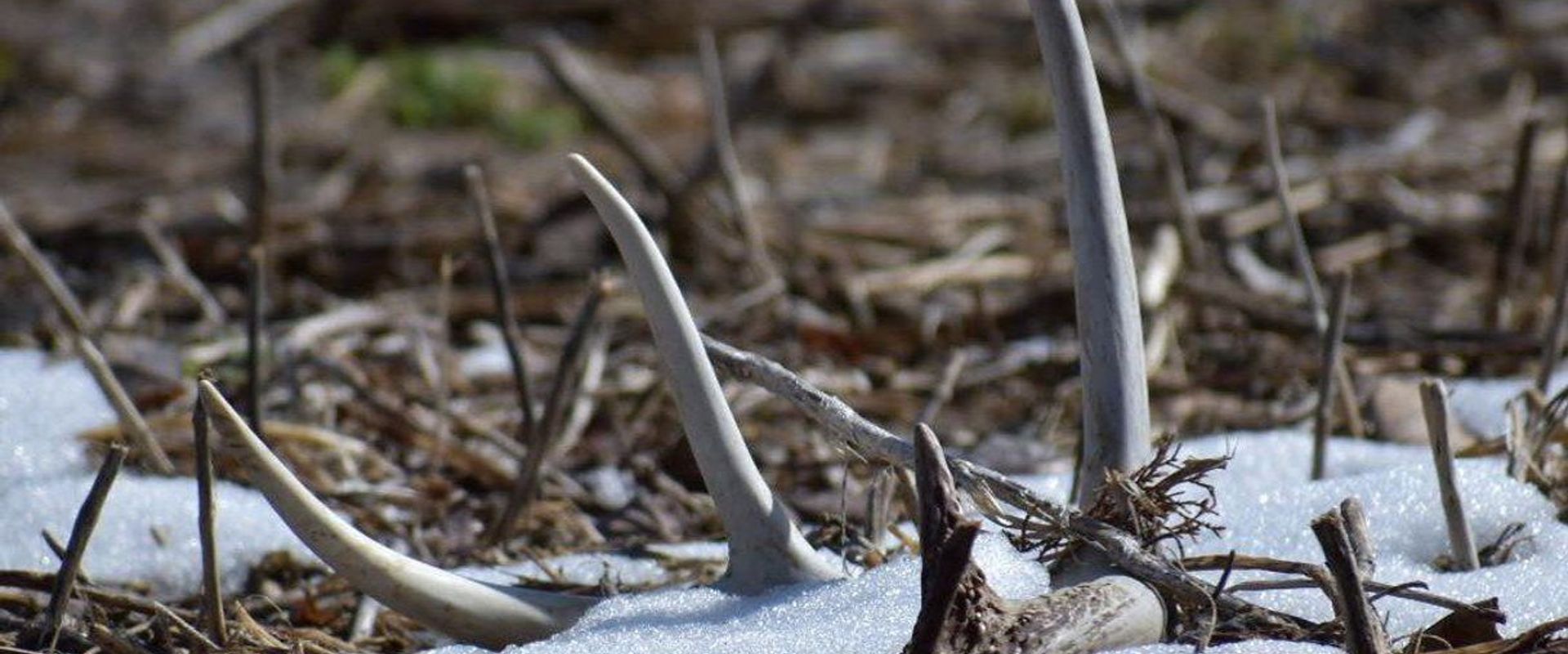 Slide+%231.+tag+d_j_lucas_22+ShedHuntingFeature.jpg