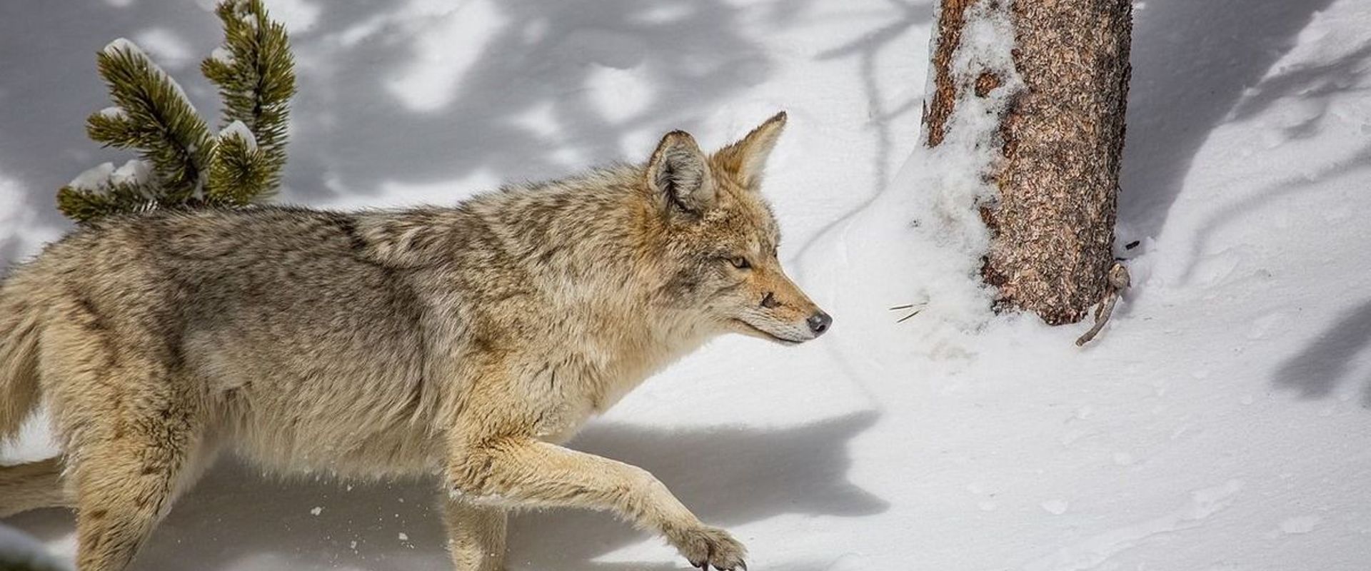 Coyote in the snow, hunting coyote concept.