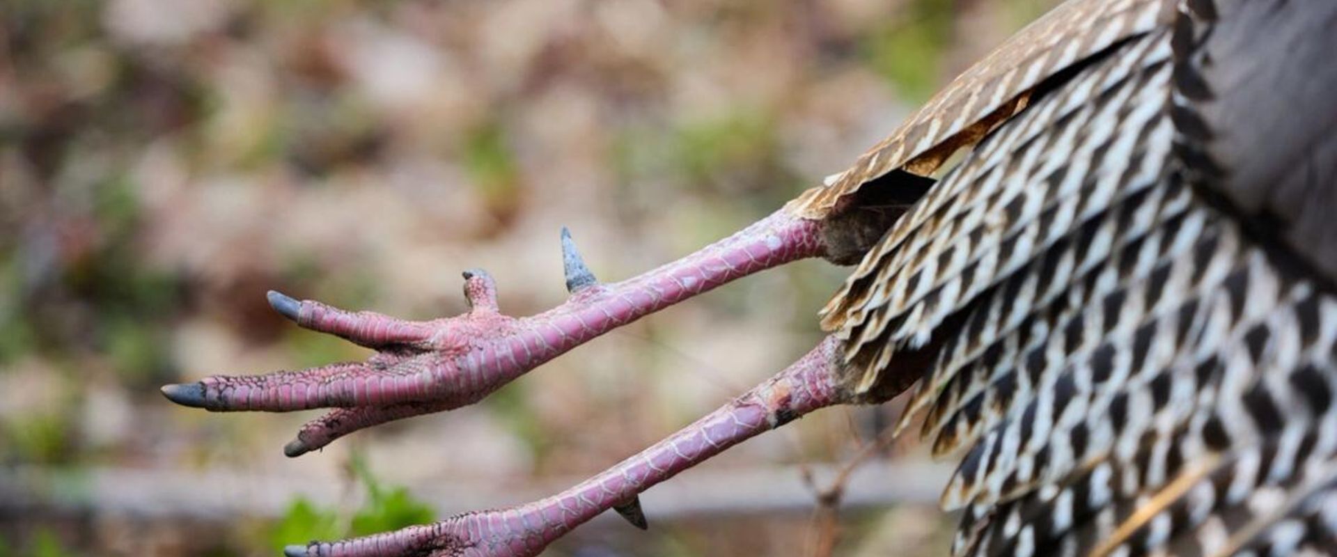 Close-up of turkey legs on the bird, Colorado spring turkey season concept.