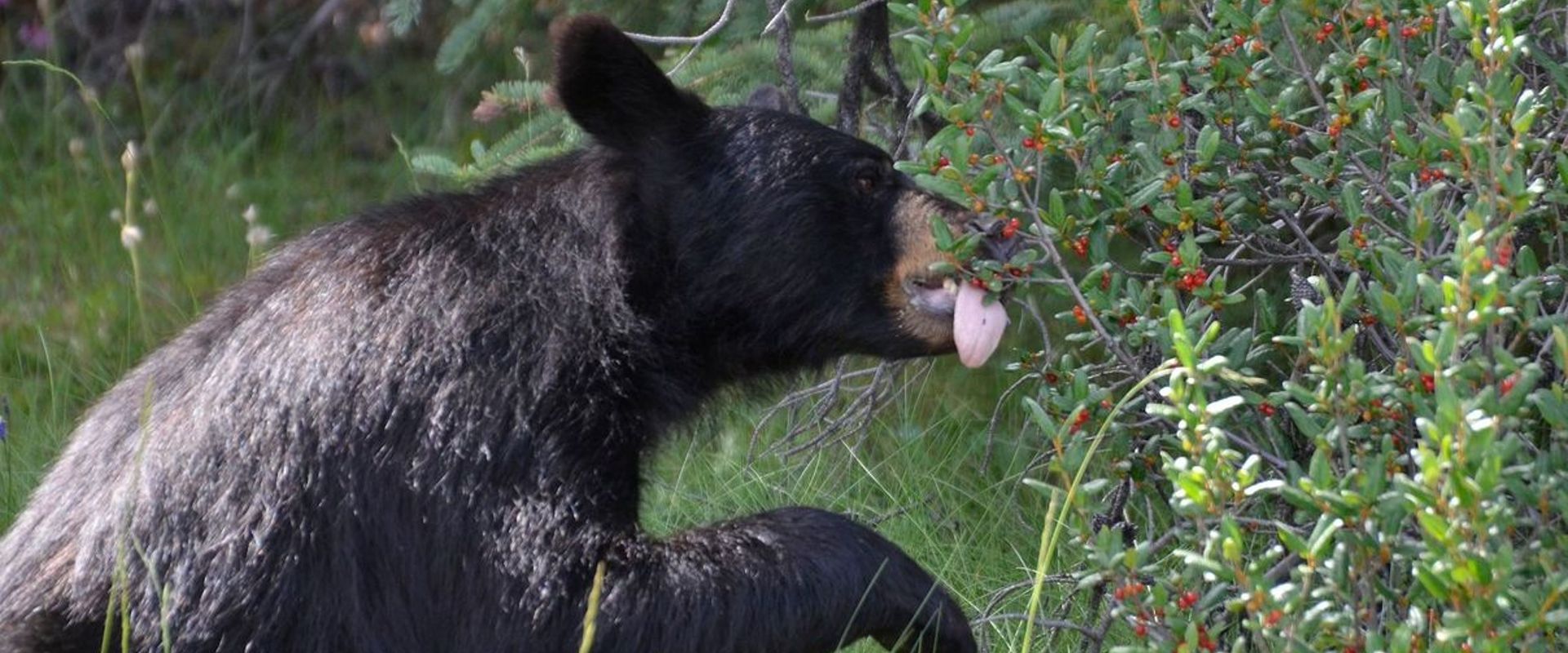A black bear eats berries from a tree.