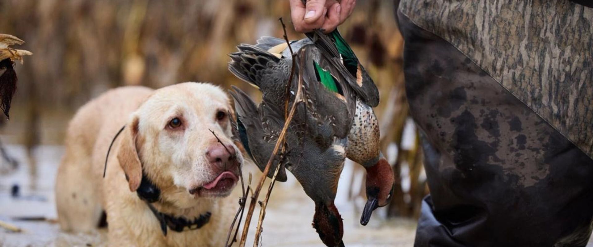 Hunting looks a the duck he retrieved in a hunter's hand, best duck hunting states concept.