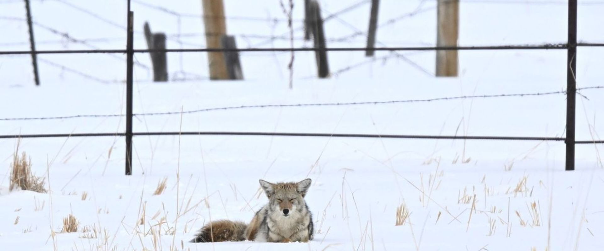 A coyote lays in the snow, wolf vs coyote concept.