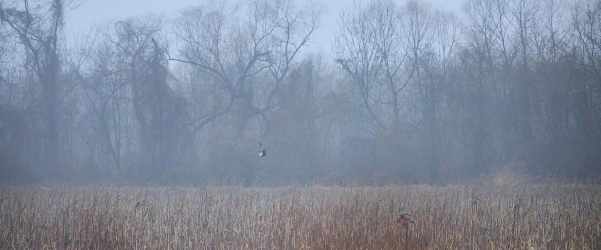 Wide wiew of a waterfowl habitat, when to plan millet for ducks concept.