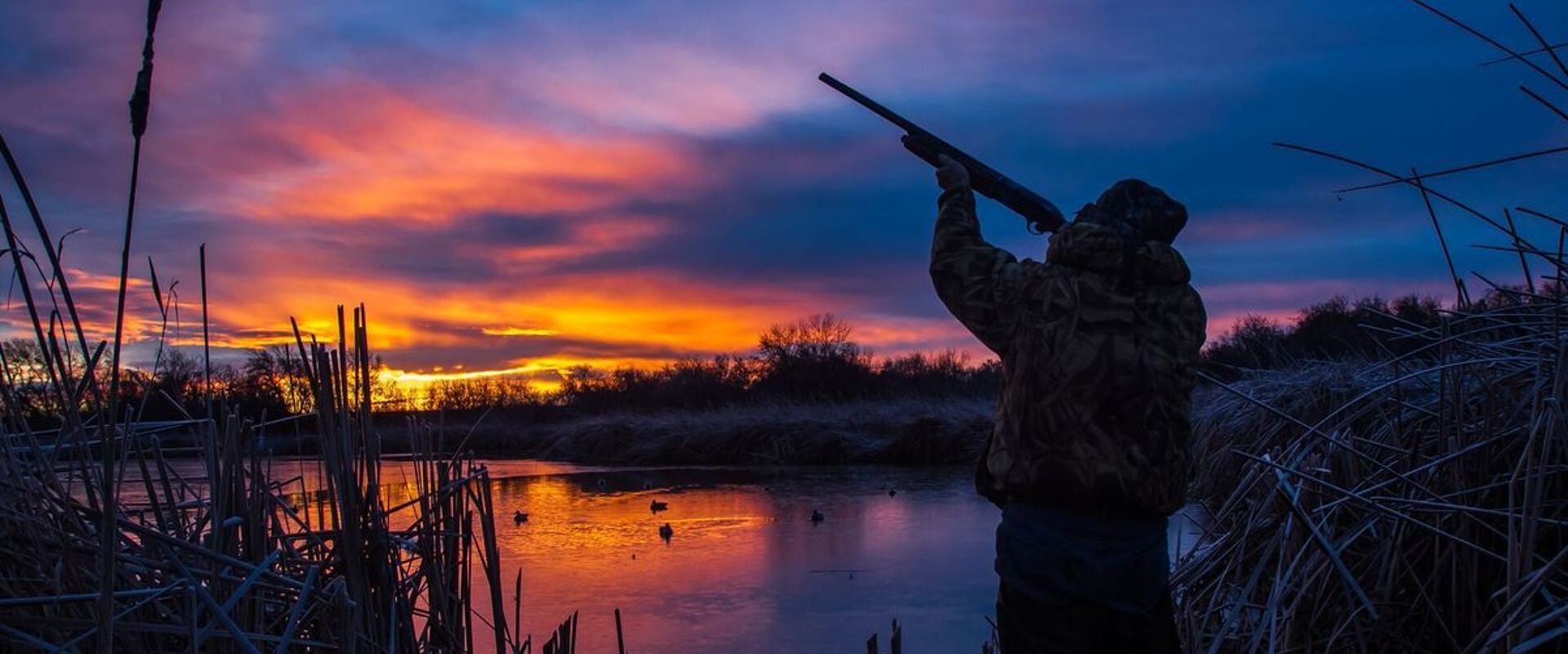 A hunter aiming a shotgun at dusk, early goose MN season concept.