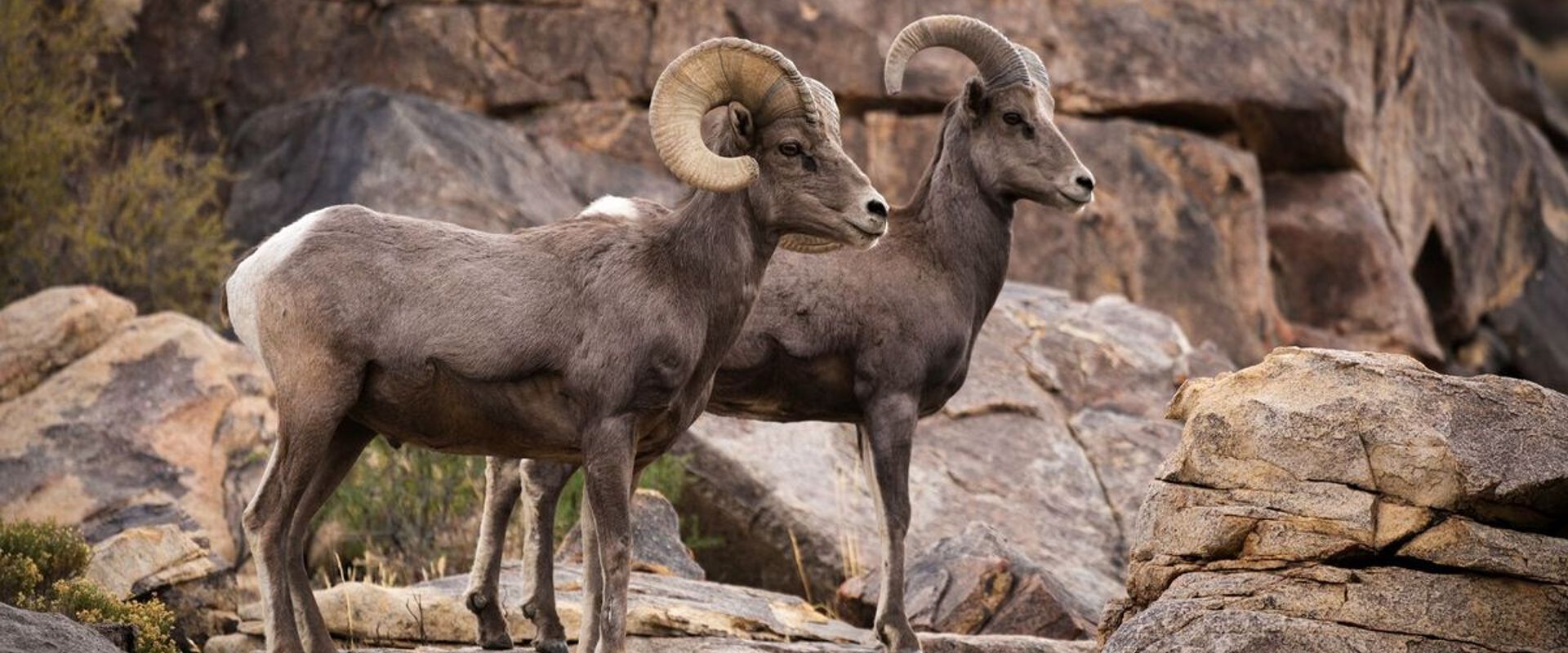 A male and female bighorn sheep on some rocks.