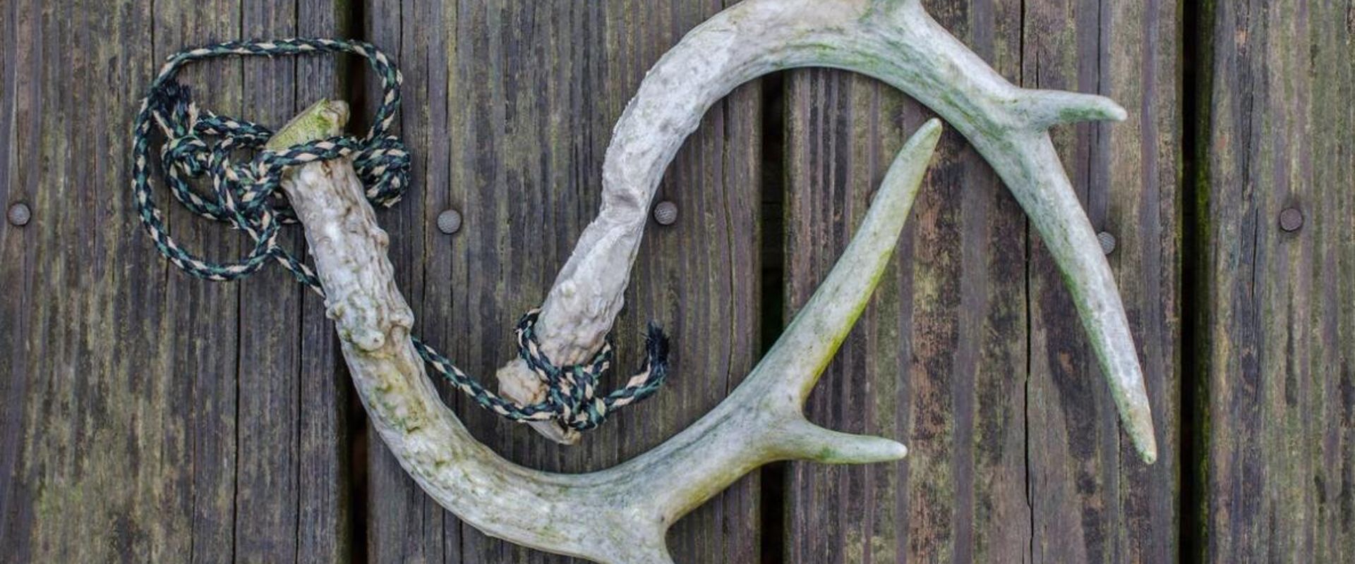 Rattling antlers on a table, types of deer calls concept.