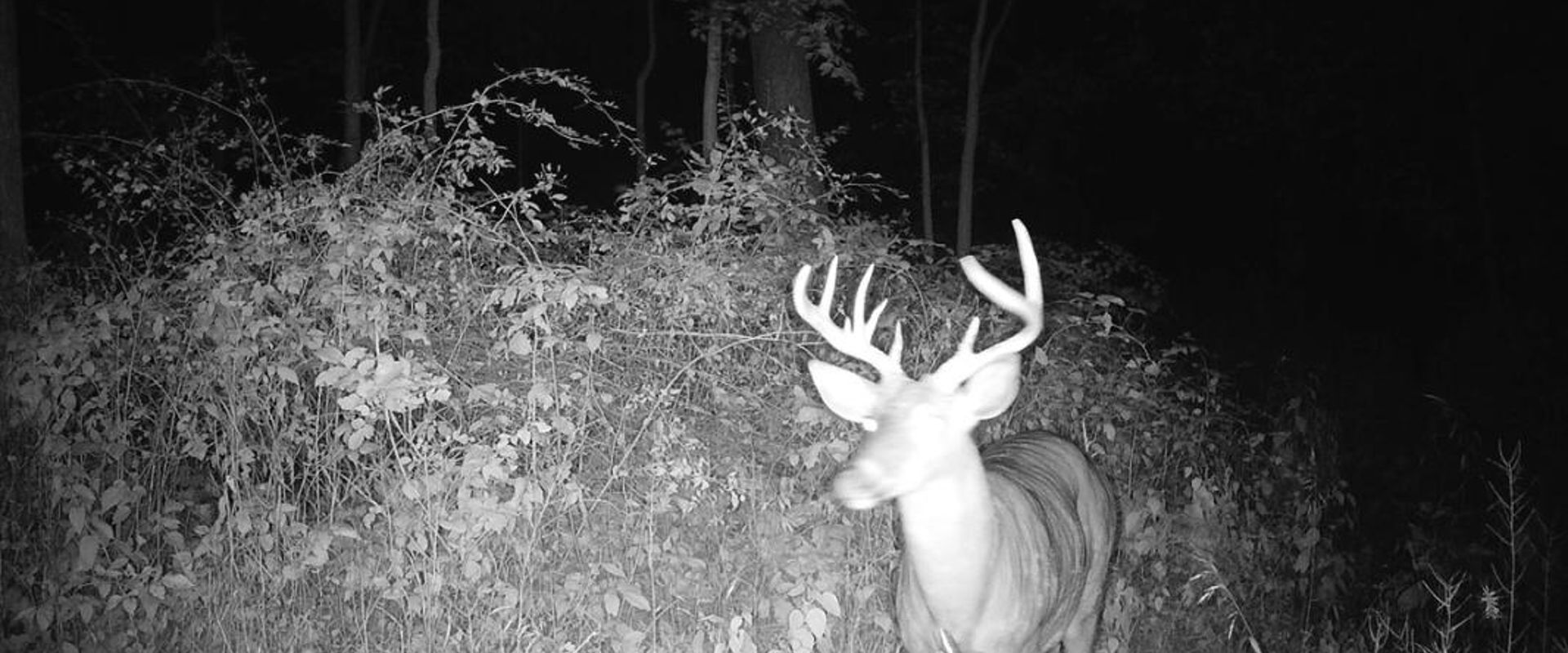 View from a wireless trail cam capturing a buck deer.