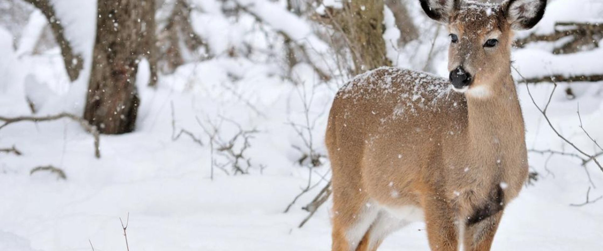 A button buck in the snow.