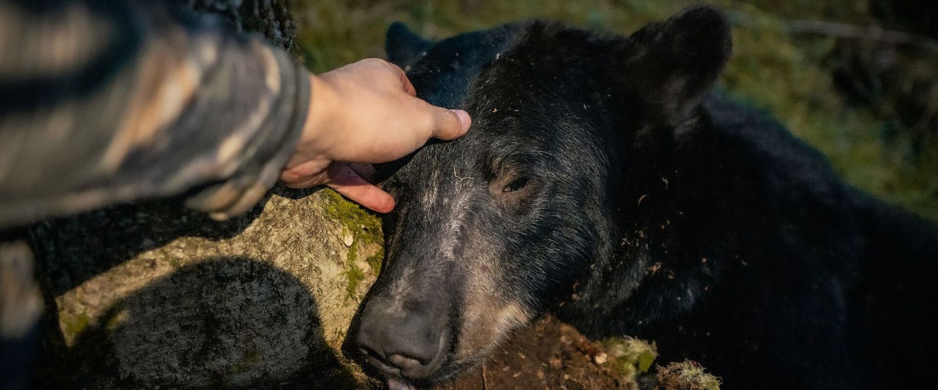 Close-up of a hunter's head on a bear's head after hunt, where to shoot a bear concept.