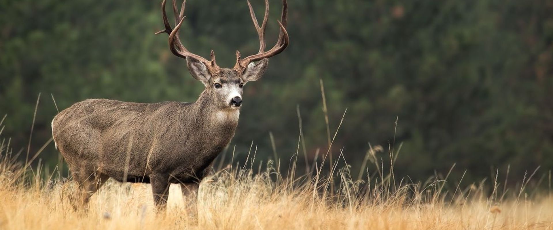 Buck mule deer stands in field, best states to hunt mule deer concept.