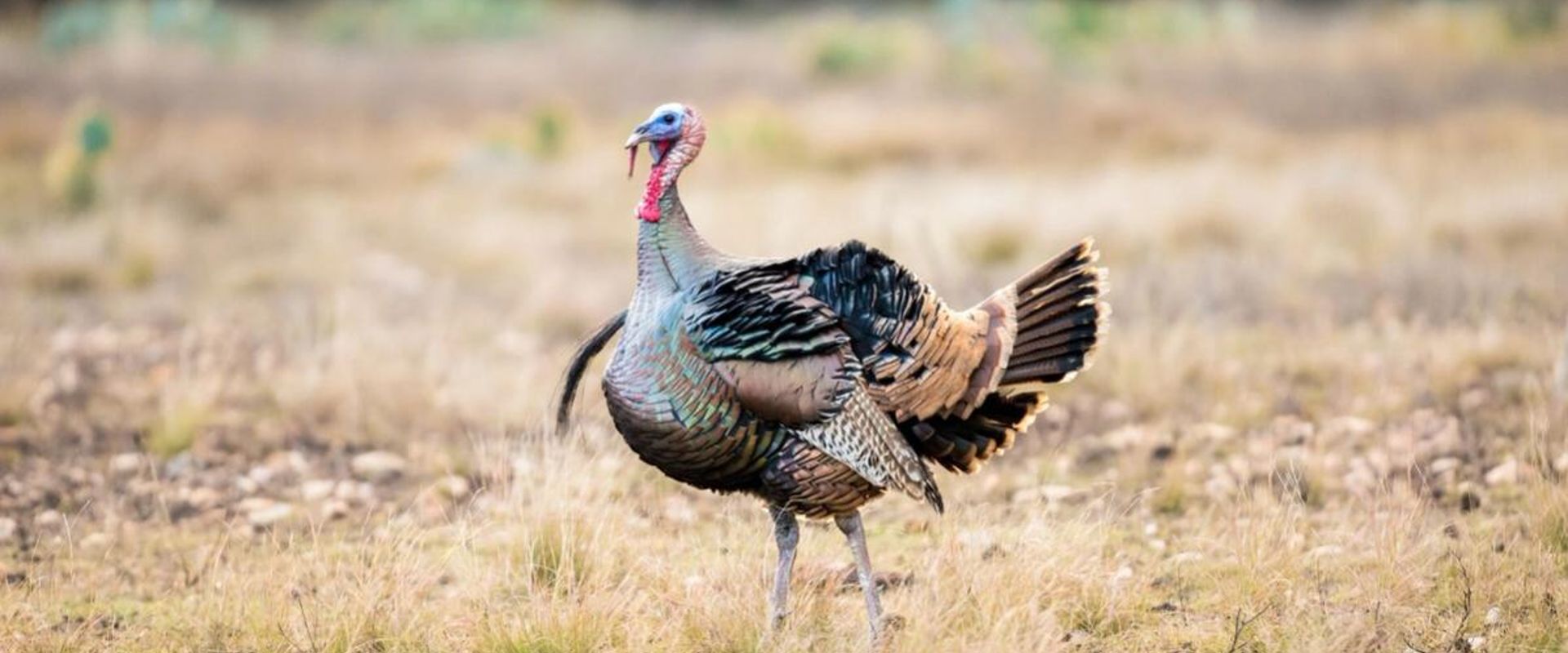 A Rio Grande turkey in a field.